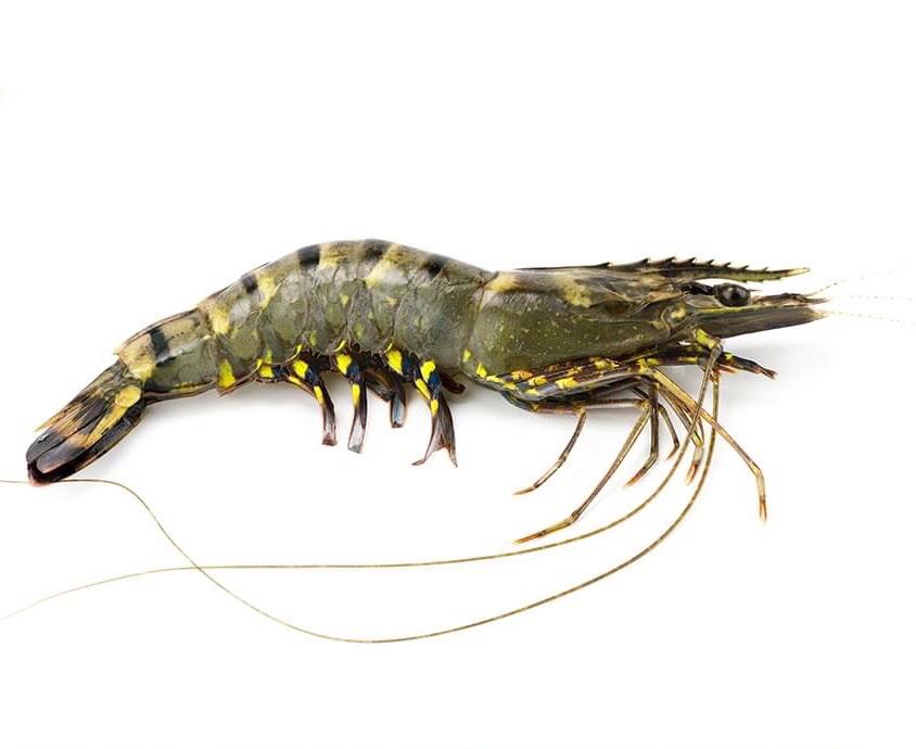 Gamba BT EASY PEEL HOSO 13/15 1kg CGMT