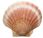 Lege schelpen 14cm 160stuks