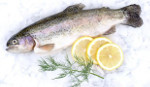 Regenboog forel 200-250gr 5kg
